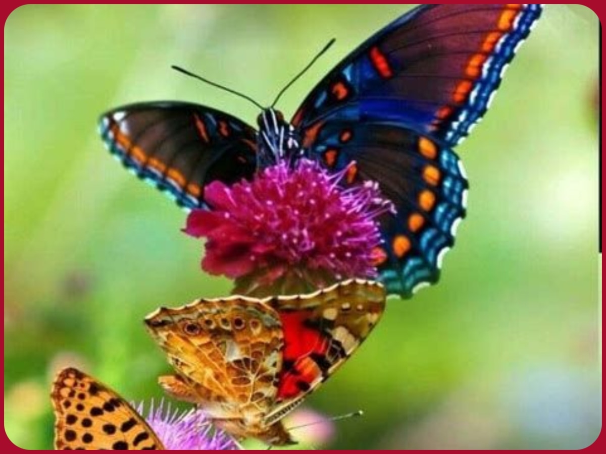 Knowledge many color combinations come from in butterfly How designed ...
