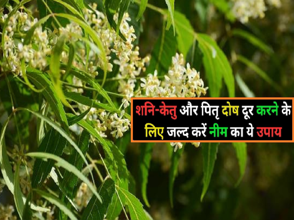 Vastu tips Neem Tree