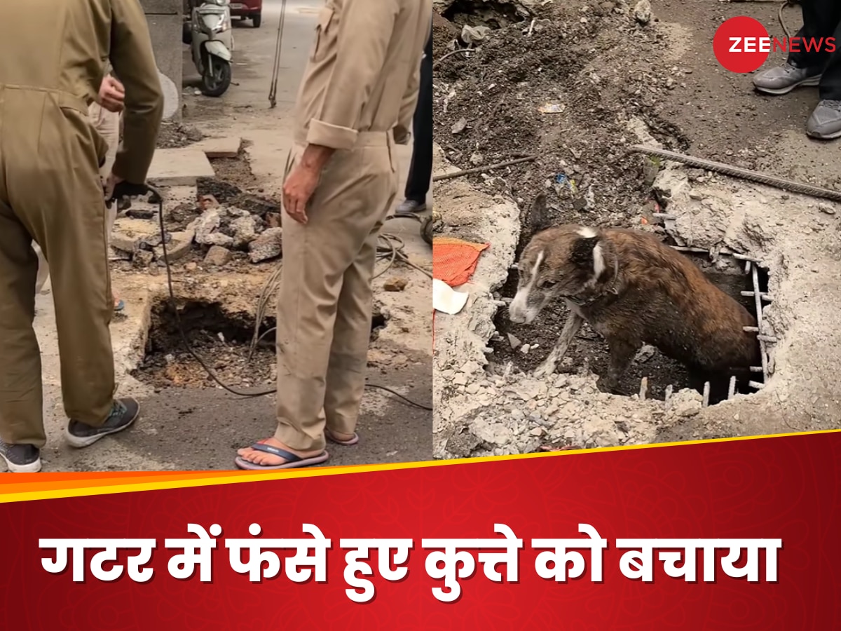 Video: गटर में तीन दिन से फंसा हुआ था आवारा कुत्ता, फायर सर्विस ने सड़क तोड़कर यूं बचाई जान