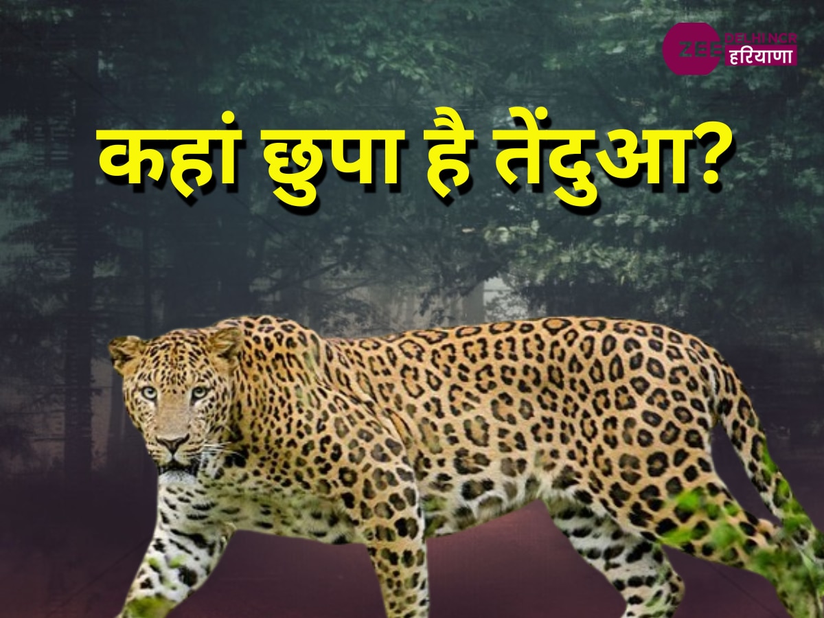 Leopard in Delhi: बीती रात भी देखा गया तेंदुआ, तीसरे दिन भी प्रशासन के हाथ खाली, घर में 'कैद' हुए लोग