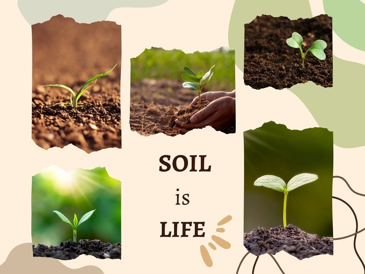 World Soil Day: क्यों मनाया जाता है विश्व मृदा दिवस? खराब हो चुकी मिट्टी को फिर से कैसे बनाएं उपजाऊ