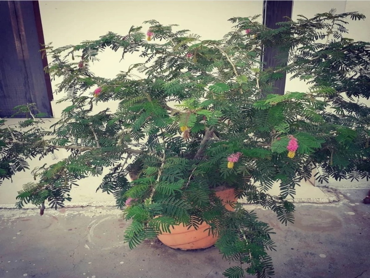 Vastu Tips Shami Plant direction in house Lucky plant | Vastu Tips: अगर ...