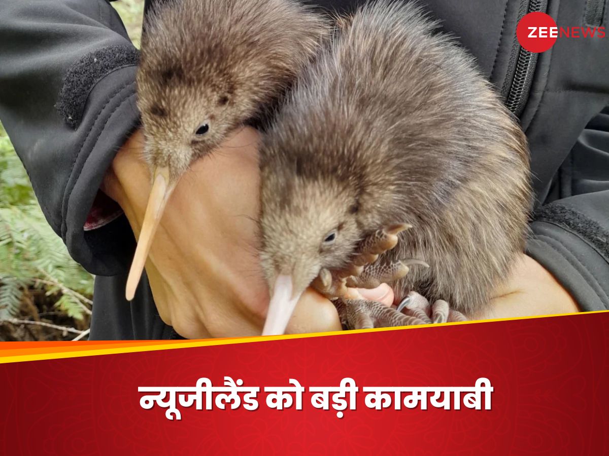 Kiwi birds born in New Zealand after 150 years न्यूजीलैंड में 150 साल