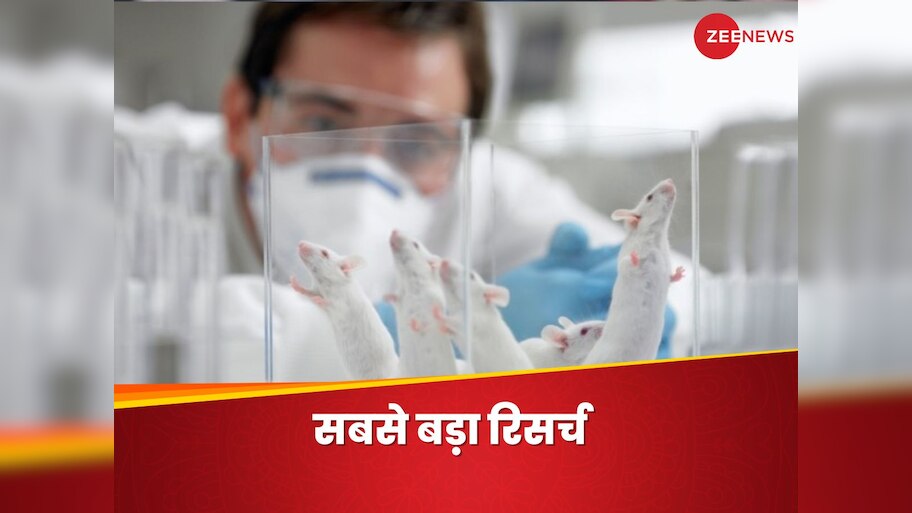 Rats are more human than you think, all you need to know as they ...