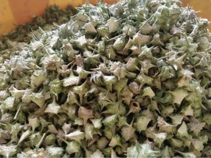 benefits of gokhru in urine infection asthma digestion Gokshura ke ...