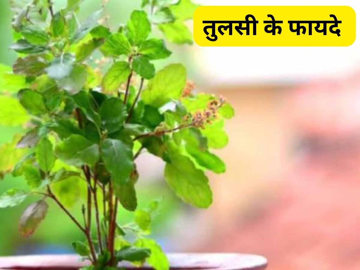 Tulsi Benifits: वरदान से कम नहीं हैं तुलसी की छोटी-छोटी पत्तियां, इन परेशानियों का कर देगी खात्मा!