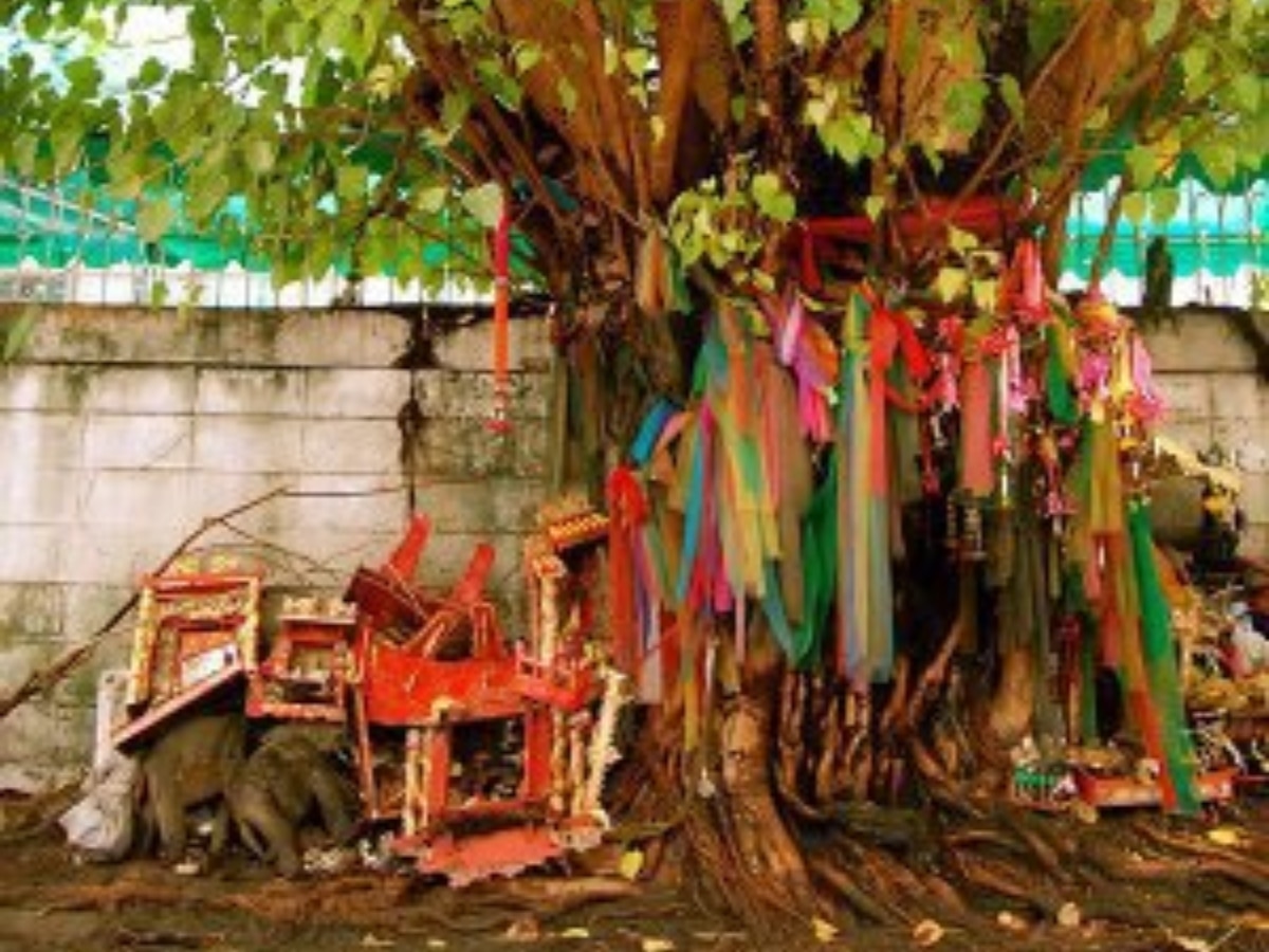 Lighting a lamp under the Peepal tree in the evening will remove