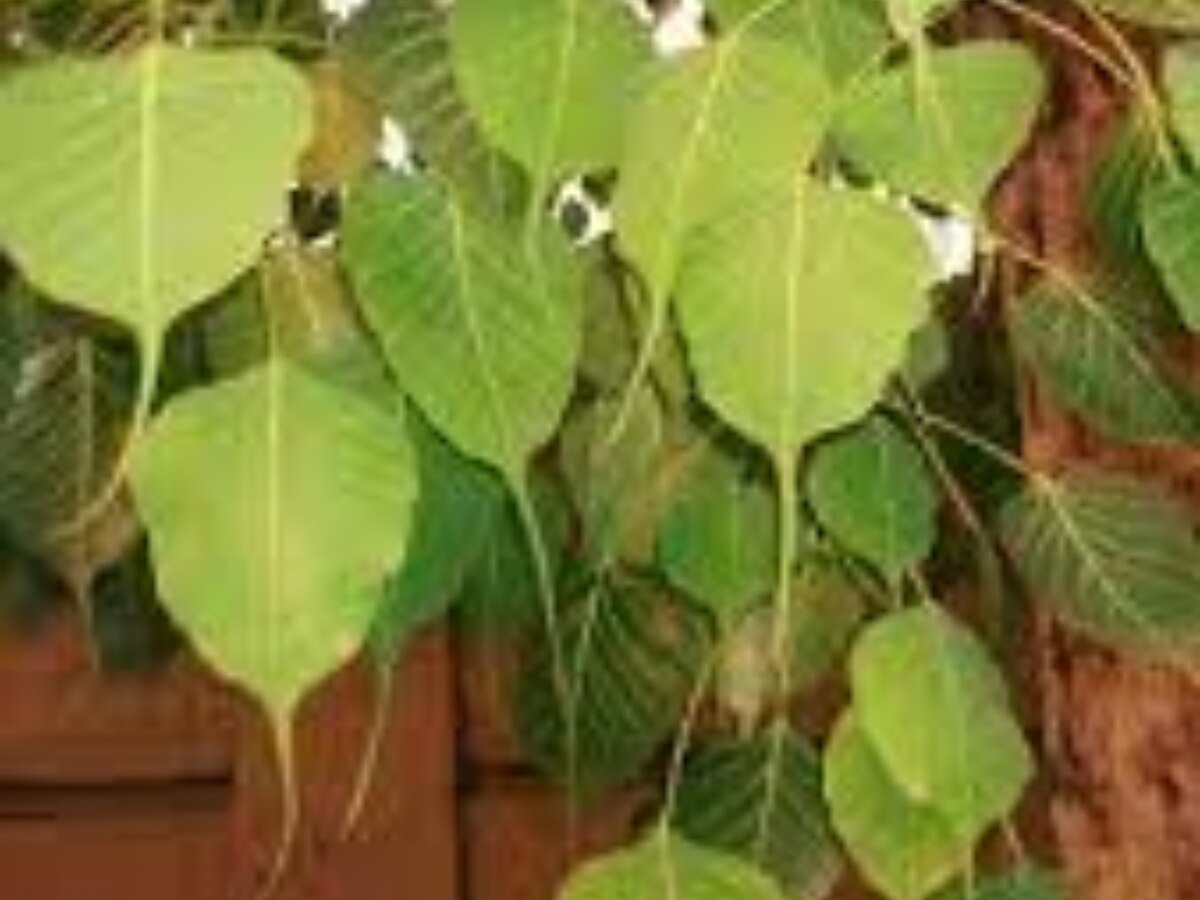 Lighting a lamp under the Peepal tree in the evening will remove