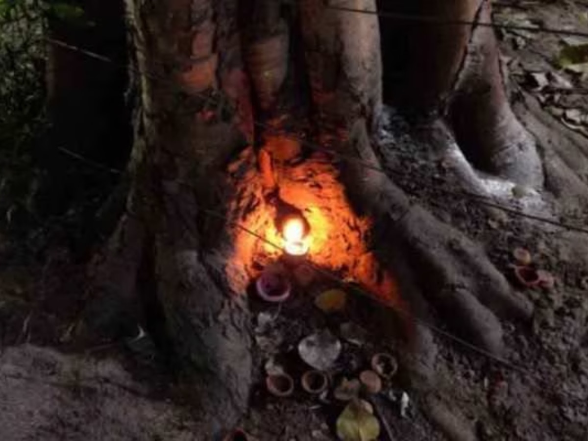 Lighting a lamp under the Peepal tree in the evening will remove