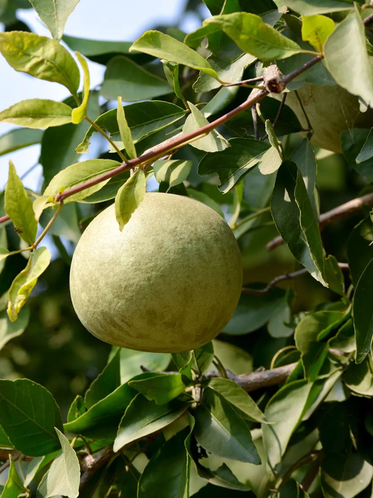 benefits of bel fruit know incredible 7 fact about Wood apple benefits of bel fruit Hindi News