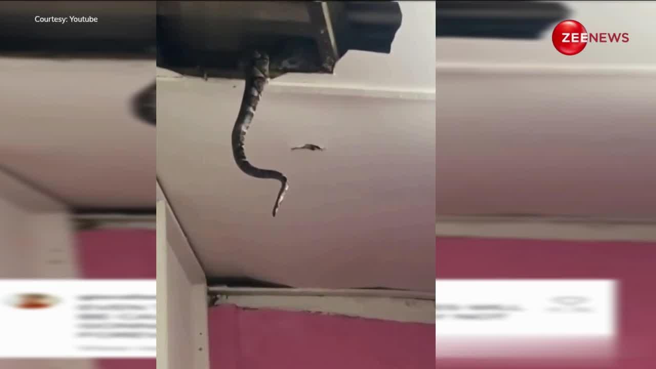 Python Falling From Roof dangerous python came out after breaking roof of house | घर की छत ...