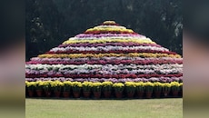फूल प्रेमियों के लिए चंडीगढ़ के सेक्टर 33 में शुरू हुआ 'Chrysanthemum Show 2023'