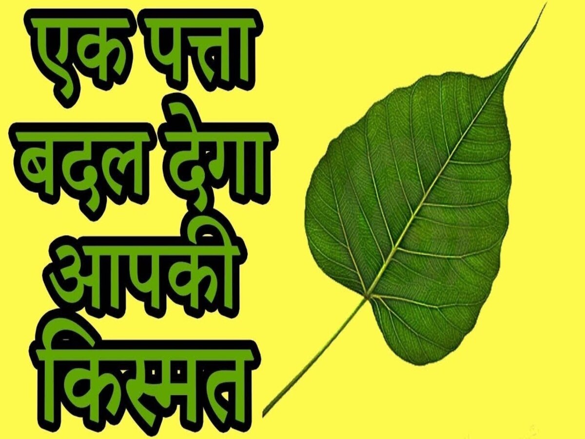 Peepal and Paan Leaves Upay: पीपल और पान के पत्ते से बदले अपनी किस्मत, सुख-समृद्धि के लिए करें ये उपाय