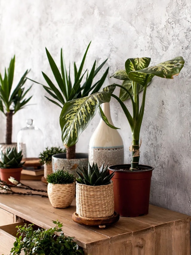 Winter Indoor Plants: इन इंडोर प्लांट्स से बढ़ेगी घर की खूबसूरती और एयर क्वॉलिटी, नहीं दिखानी पड़ेगी धूप!