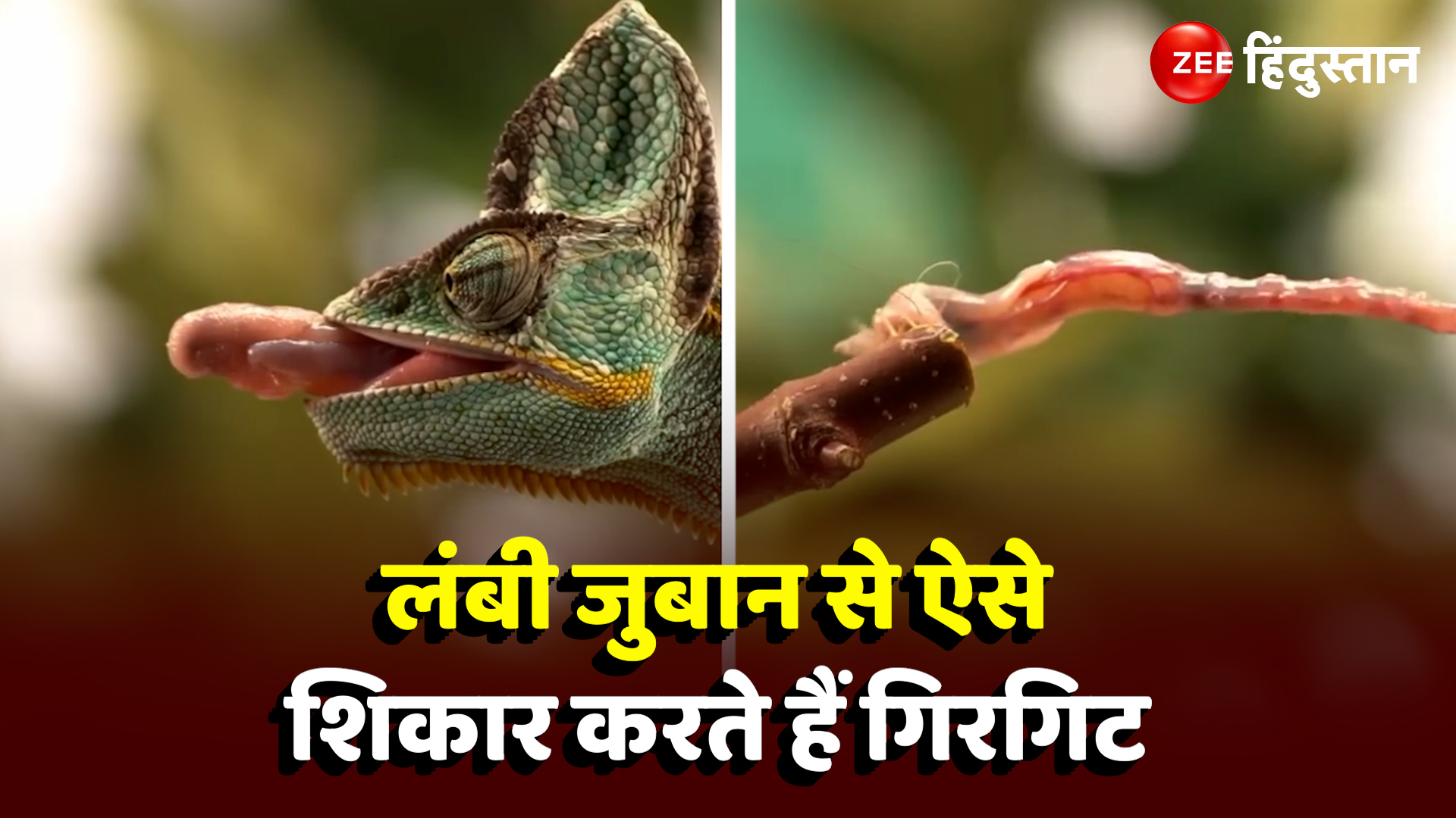 chameleon hunted insect by tongue slow motion video viral | Chameleon ...