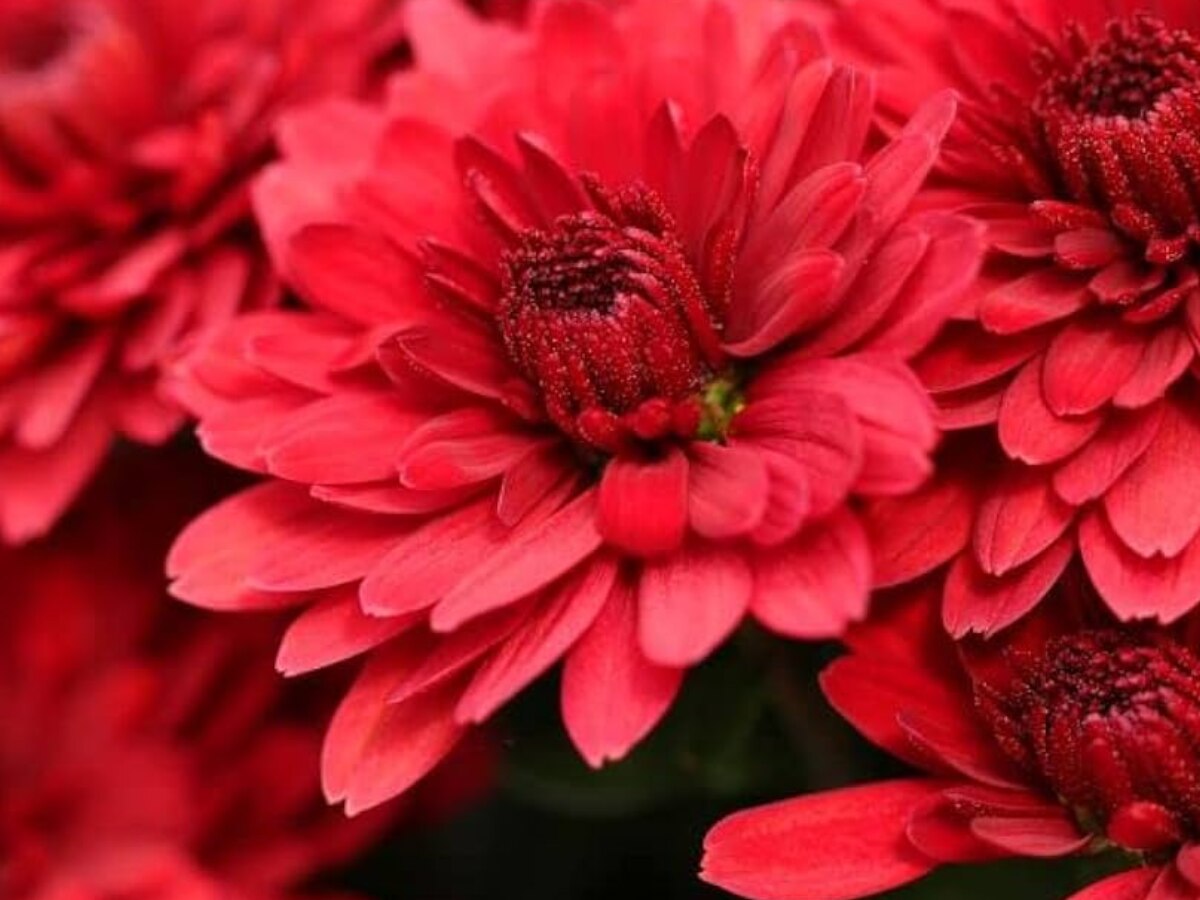 Health Tips in hindi benefits of guldaudi Flowers for heart blood