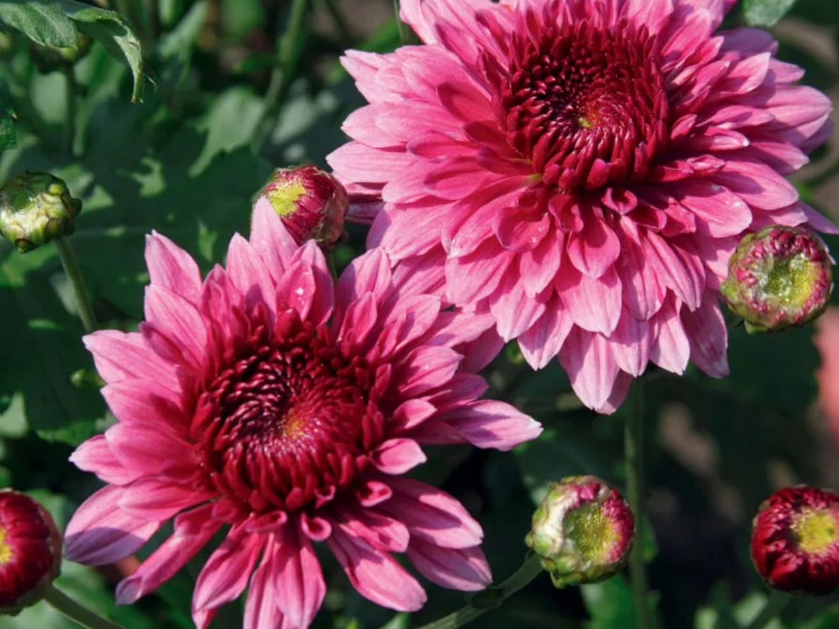 Health Tips in hindi benefits of guldaudi Flowers for heart blood