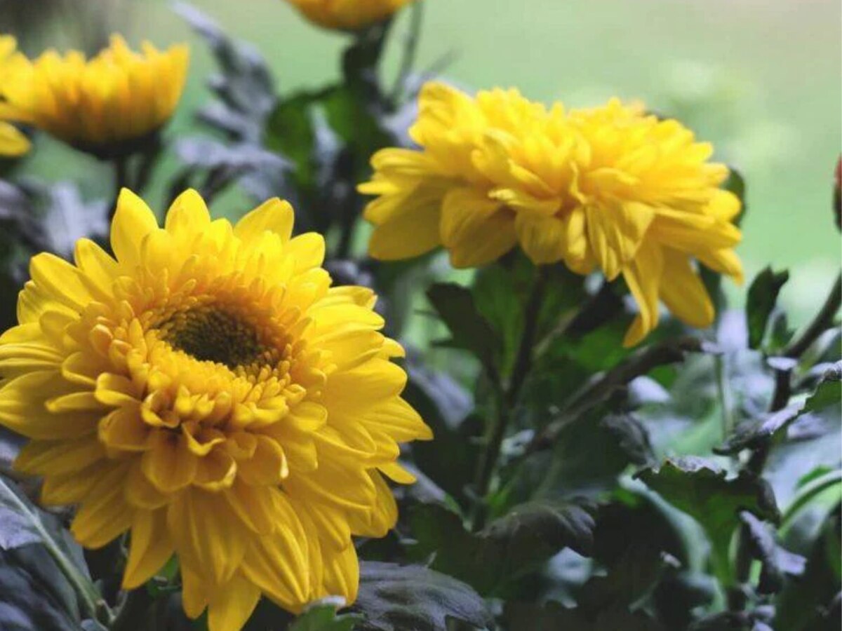 Health Tips in hindi benefits of guldaudi Flowers for heart blood