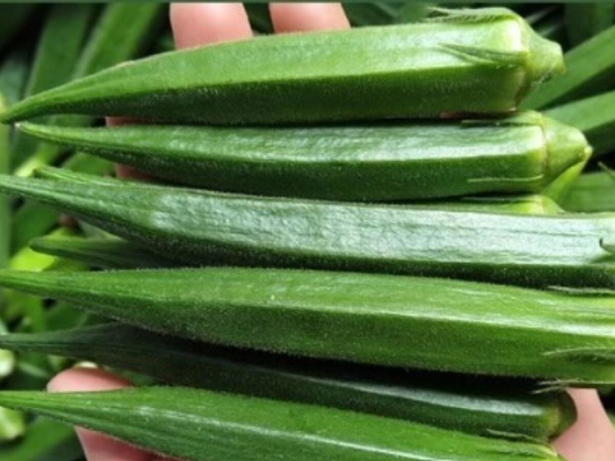 amazing benefits of eating okra including diabetes pregnancy and skin