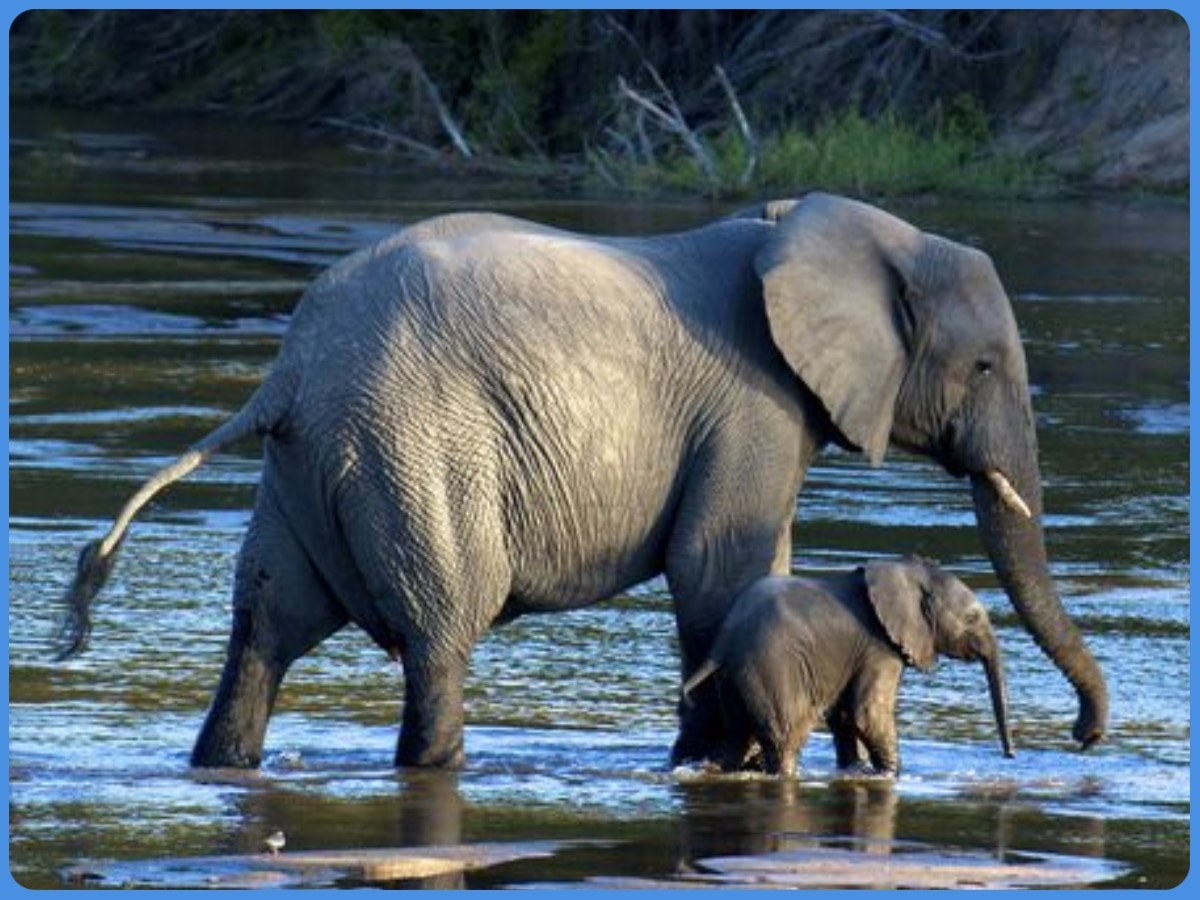 हाथियों की सूंड क्यों होती है इतनी लंबी, कैसे हुआ सूंड का विकास? वैज्ञानिकों ने खोज लिए इन सवालों के जवाब