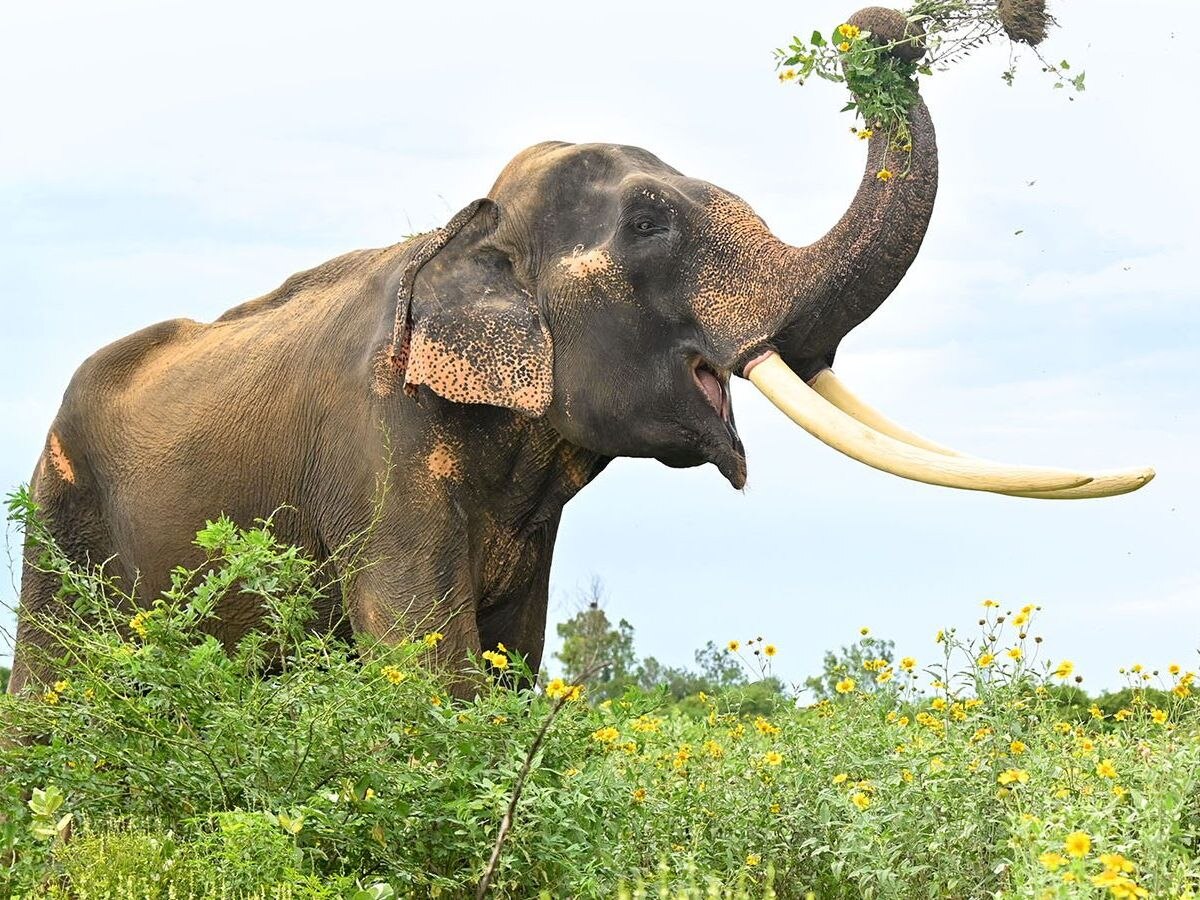 Elephant attack: କଳାହାଣ୍ଡିରେ ଅଭାବନୀୟ ଘଟଣା, ହାତୀ ଆକ୍ରମଣରେ ରେଞ୍ଜର ମୃତ