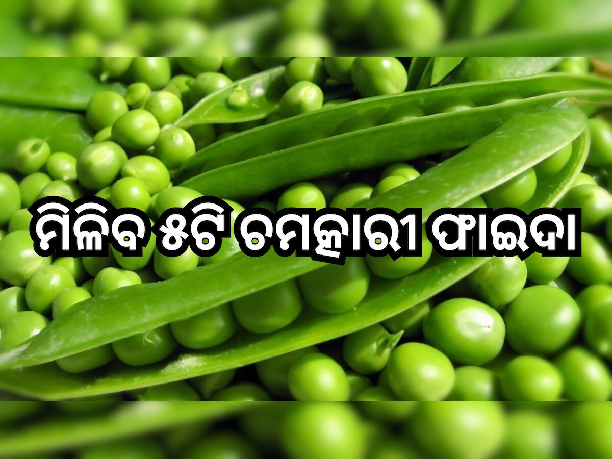 Green Peas Benefits: ଶୀତଦିନେ ଖାଆନ୍ତୁ ଗ୍ରୀନ୍ ମଟର, ଶରୀରକୁ ମିଳିବ ଏହି ସବୁ ଲାଭ