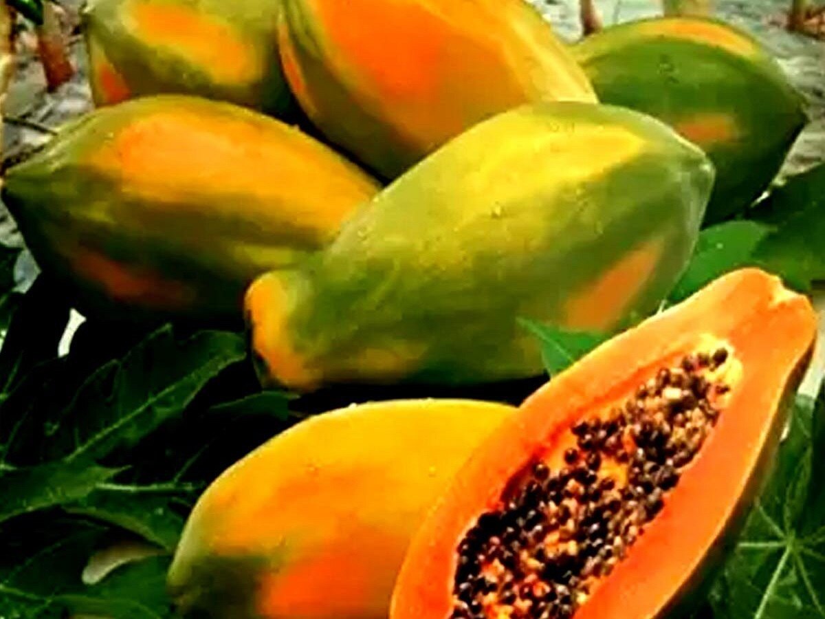 Papaya Benefits For Health: पपीता खाने से शरीर को मिलते है ये कई स्वास्थ्य लाभ, देखें एक नजर  