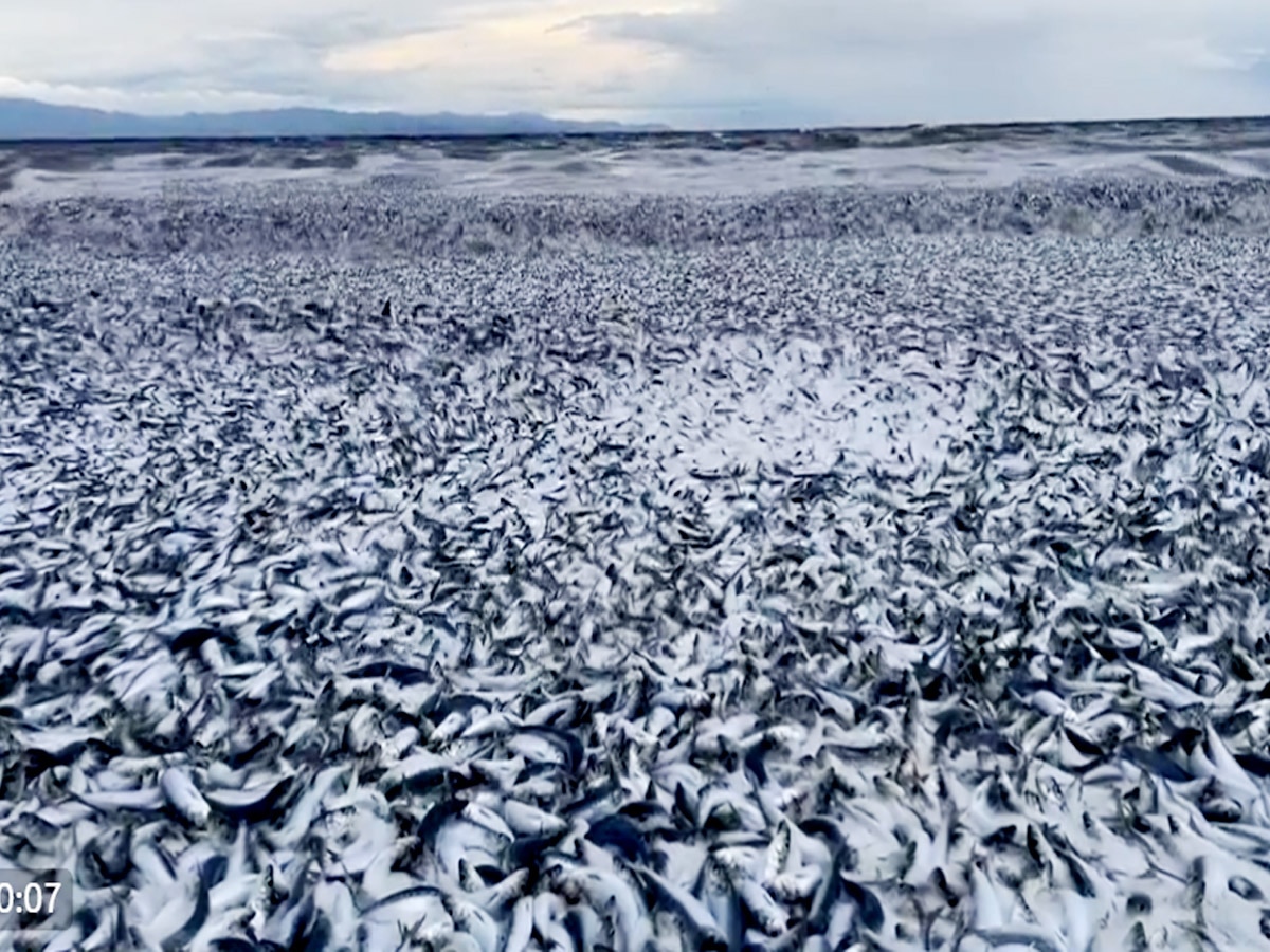Japan Fish Video: जापान के बीच पर हजारों मरी हुई मछलियों का क्या है कारण?