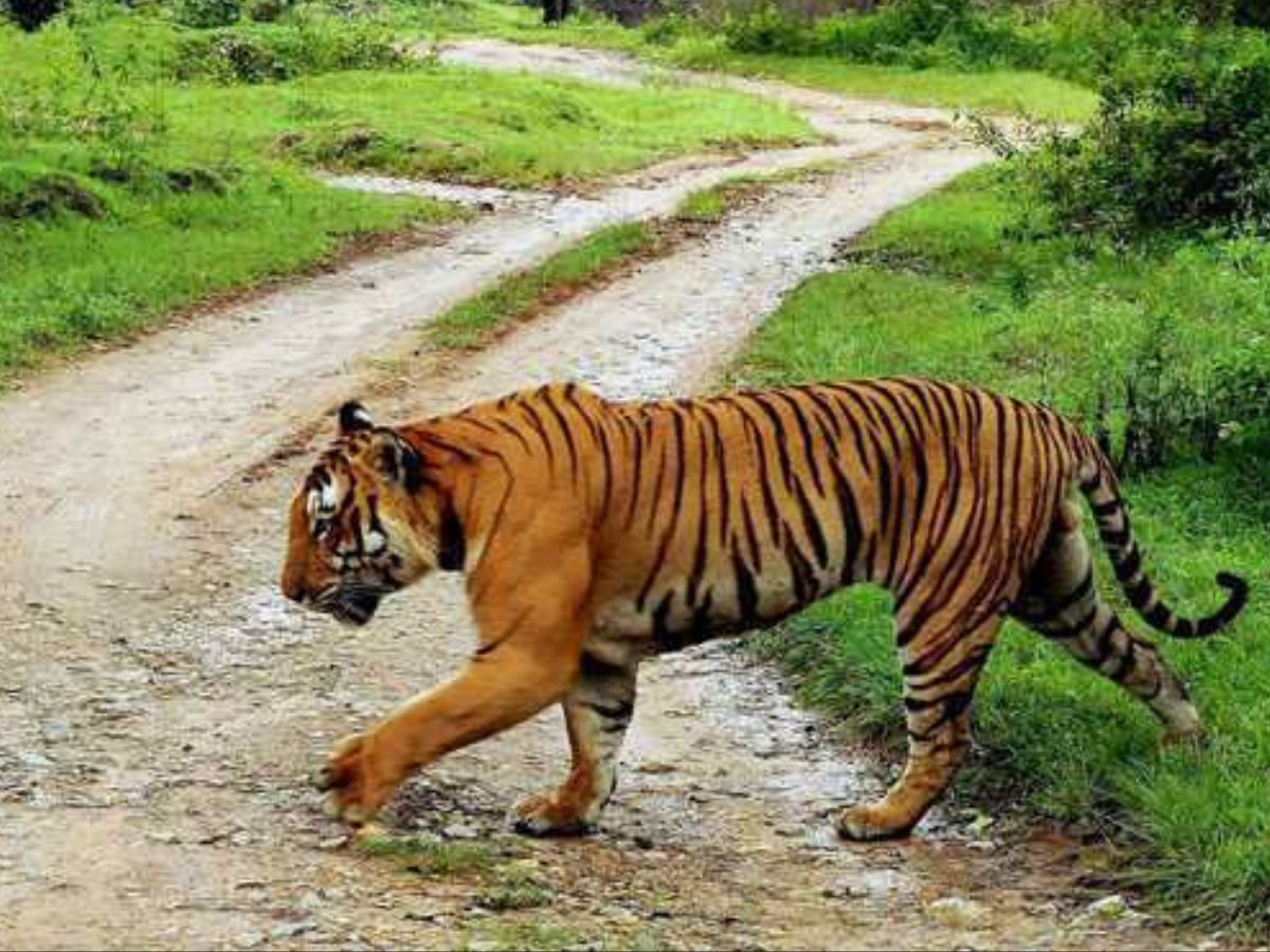 Kerala Forest Department Ordered The Killing Of The Tiger That Attacked ...