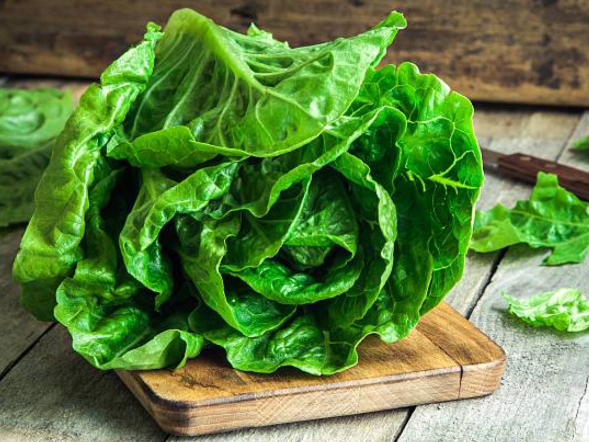 Benefits of Lettuce leaves: रातों को नहीं आ रही है नींद या फिर मांसपेशियों के दर्द से हो परेशान, ये पत्ता 9 दिनों में देगा फायदा 