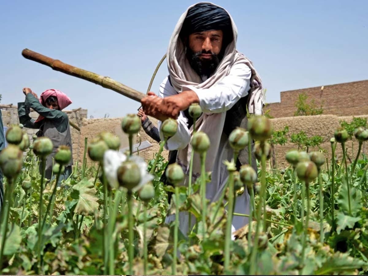 तालिबान ने 'हराम' बताकर बंद करवाई इस चीज़ की खेती; अब ये देश दुनिया को कर रहा बर्बाद 