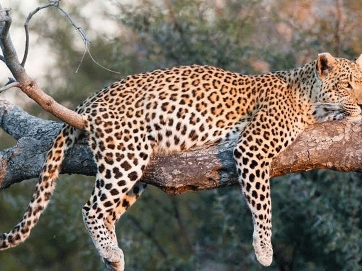 Delhi leopard accident: तेज रफ्तार का शिकार हुए तेंदुआ, वन विभाग की लापरवाही पर उठा सवाल