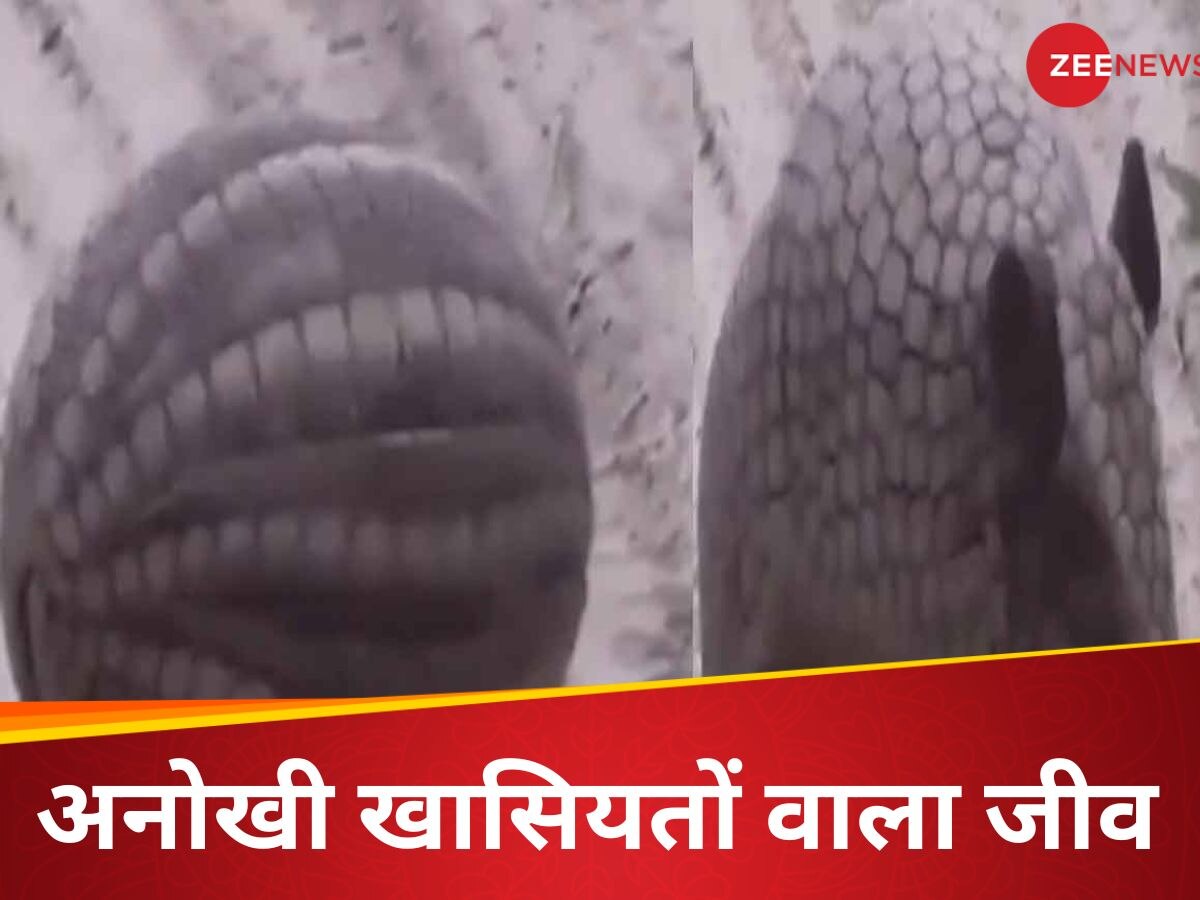 Armadillos: भरतपुर में ‘बुलेट फ्रूफ जैकेट’ वाला अनोखा जानवर देख लोग हैरान, जानें इसके बारे में