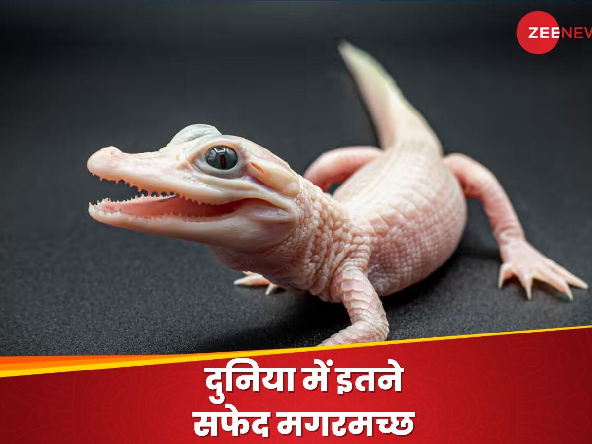 White Alligator: यह तो असाधारण है, इस देश में जन्मा सफेद मगरमच्छ; पार्क वाले बोले- भइया अब नाम सुझाओ