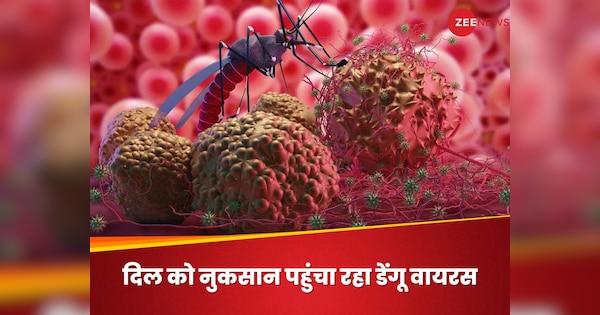 dengue-virus-may-cause-irregular-heartbeat-and-inflammation-in-heart