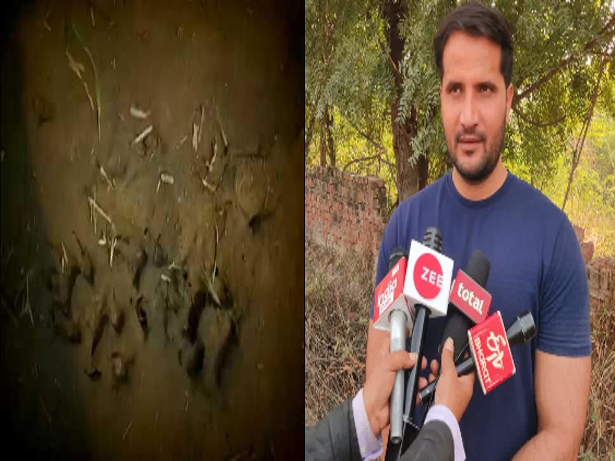 Delhi Leopard: बुराड़ी के मुखमेलपुर गांव में अब भी मौजूद तेंदुआ, स्थानीय लोगों ने की सर्च ऑपरेशन की मांग 