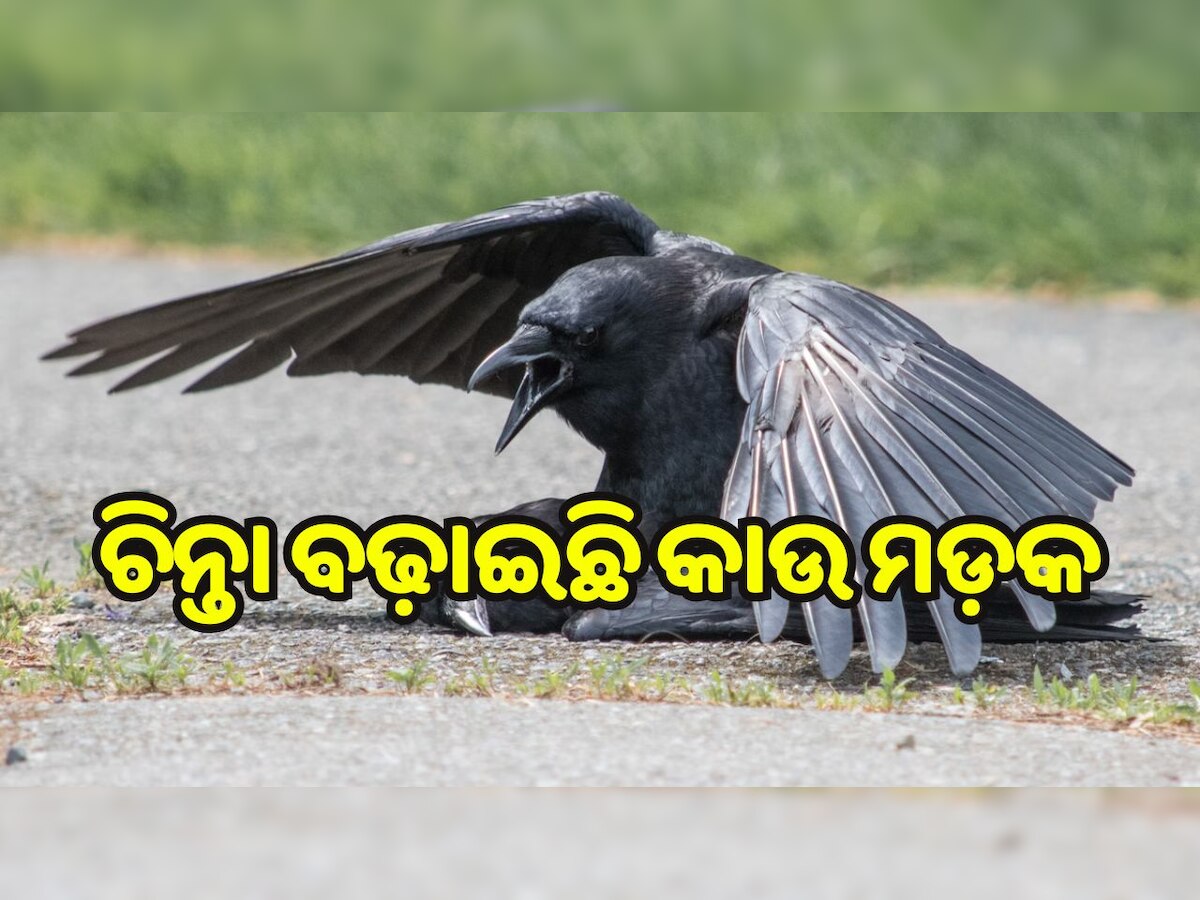 Khordha news: ଖୋର୍ଦ୍ଧାର ଏହି ଗାଁର ବିଭିନ୍ନ ସ୍ଥାନରେ ମରି ପଡ଼ିଛନ୍ତି କାଉ, ଏବେ ଚିନ୍ତାରେ ଗାଁ ଲୋକେ..