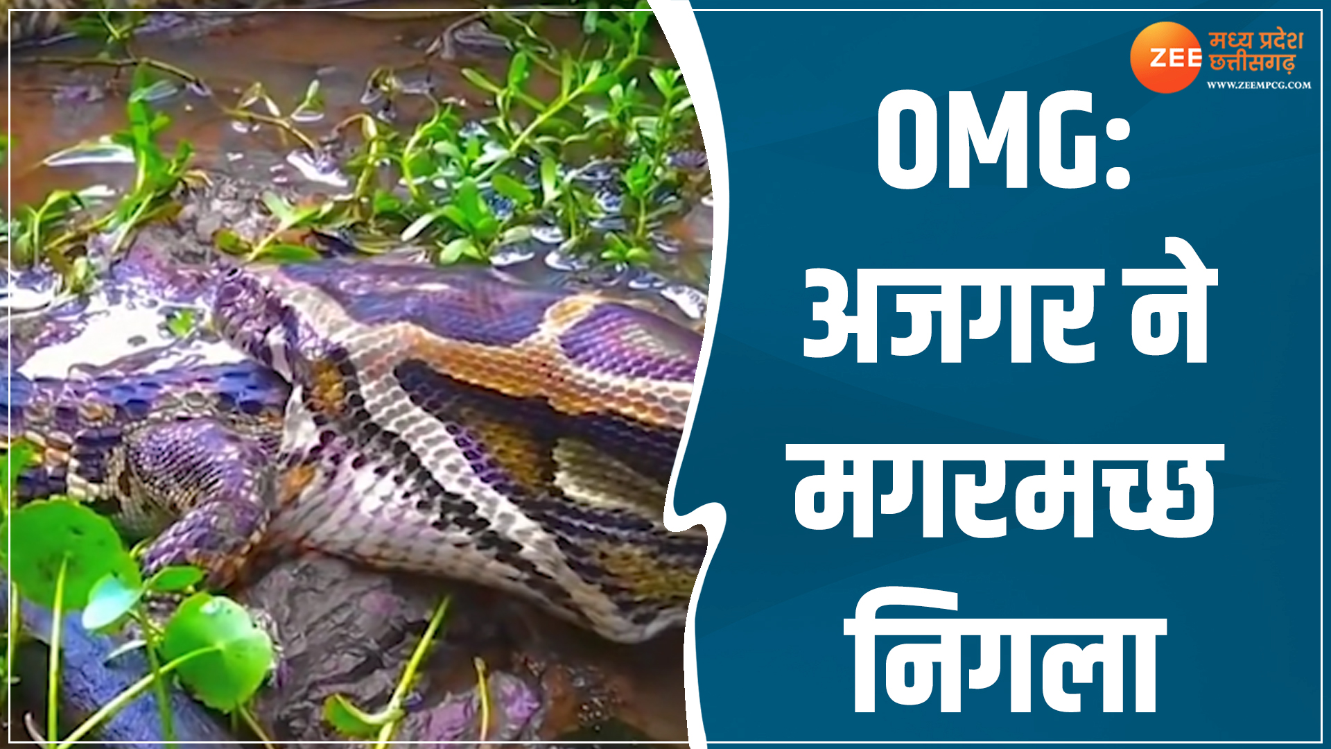 OMG VIDEO: गजब हो गया भइया..! मगरमच्छ को निगल गया अजगर; देखें कैसे ...