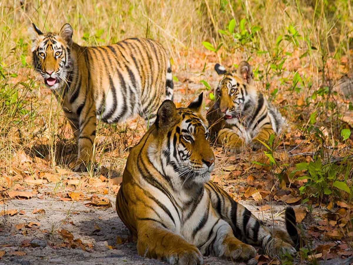 बांधवगढ़ में कैपेसिटी से ज्यादा हुए बाघ, लगातार हो रहे बाघ के हमलों से 96 गांवों में फैली दहशत