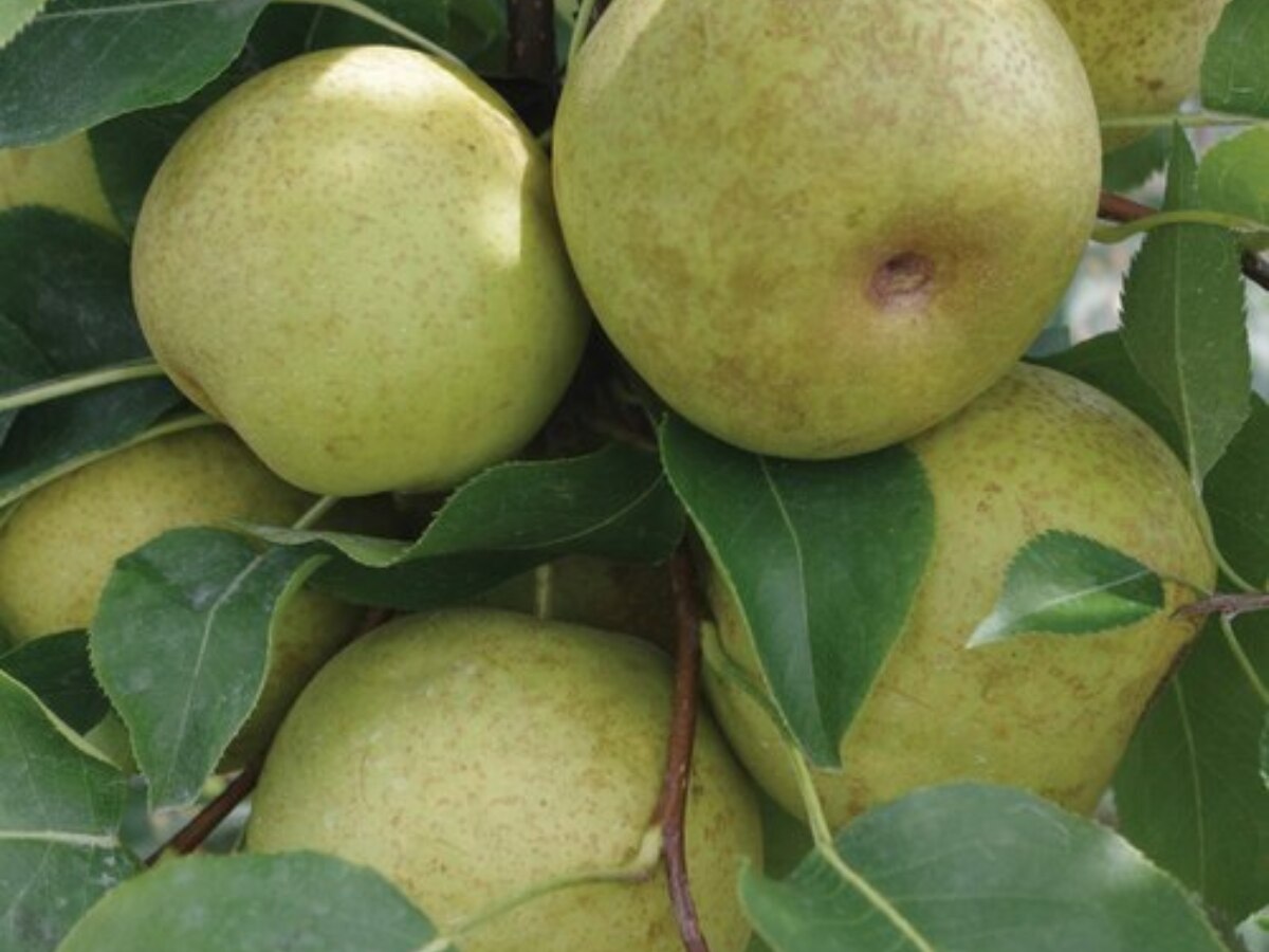 eating pear benefits in winter health tips thand mein nashpati khane ke