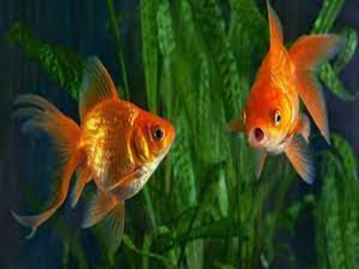 vastu tips for fish