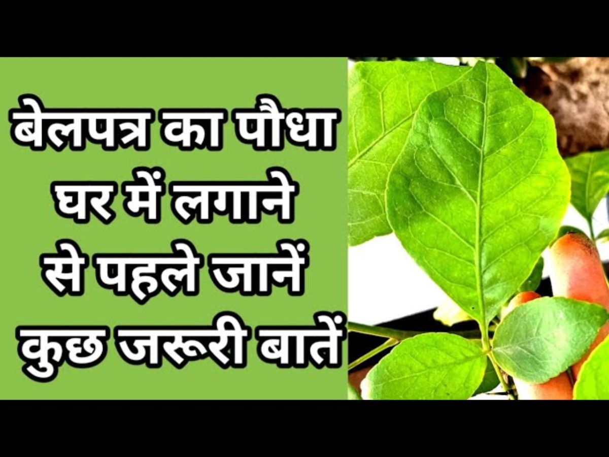 Shiv puja can bel patra tree be planted at home bel patra tree benefits ...