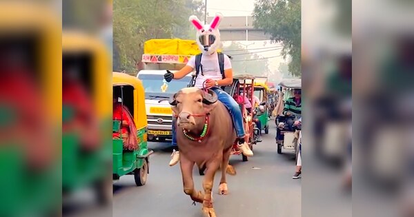 Trending Video Man rides buffalo wearing rabbit helmet| Trending Video ...