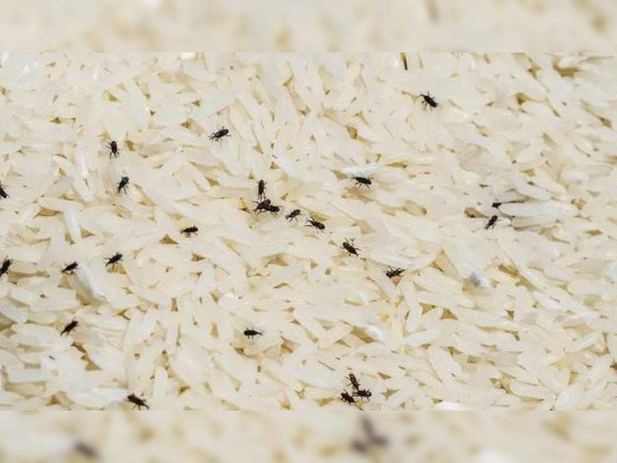 how protect rice from insects : चावल में घुन और कीड़े लगने से हैं परेशान तो करें ये देसी उपाय