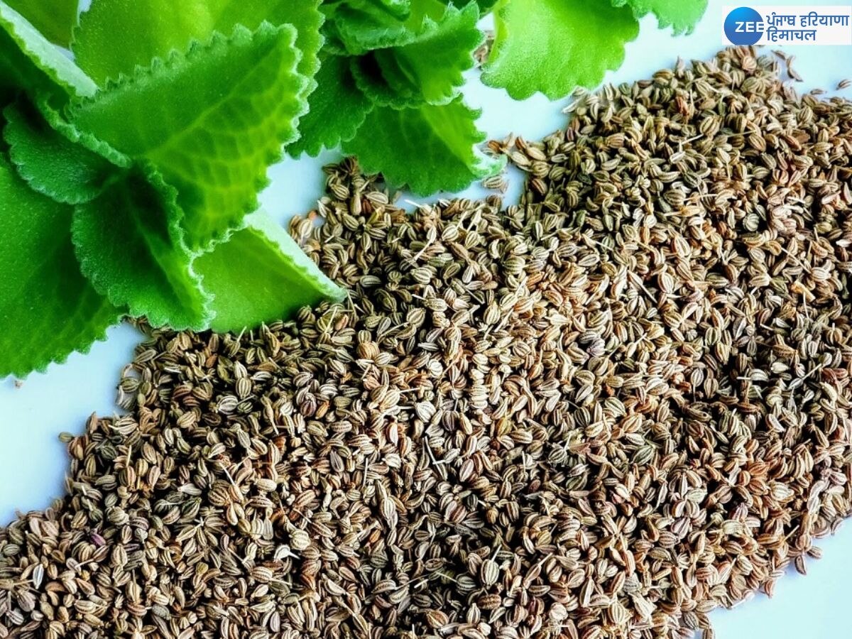 Ajwain Benefits: ਸਰਦੀਆਂ 'ਚ ਅਜਵਾਇਣ ਖਾਣ ਨਾਲ ਮਿਲਣਗੇ ਇਹ ਫਾਇਦੇ, ਇਸ ਤਰ੍ਹਾਂ ਕਰੋ ਸੇਵਨ