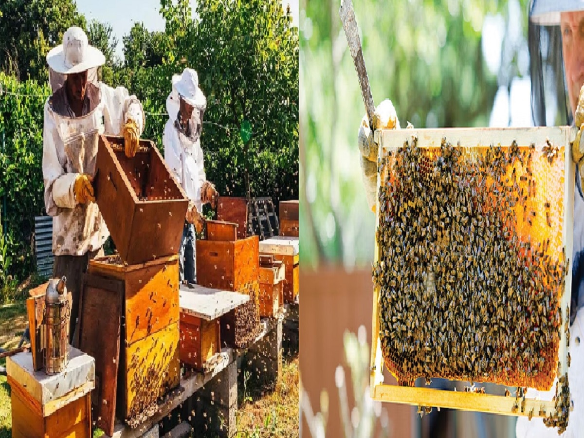 Sarkari Yojana : मधुमक्खी पालन पर बिहार सरकार दे रही 90% तक सब्सिडी, ऐसे करें आवेदन