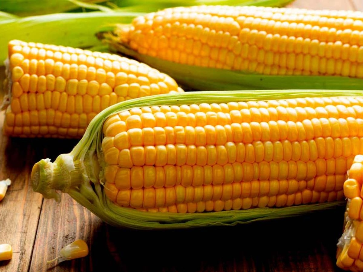 Sweet Corn Benefits: सर्दियों में क्यों खाया जाता है भुट्टा? फायदे जान हो जाएंगे हैरान 