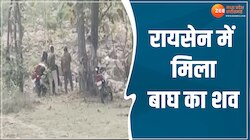 MP News: रायसेन में मिला बाघ का शव, वन विभाग में मचा हड़कंप 
