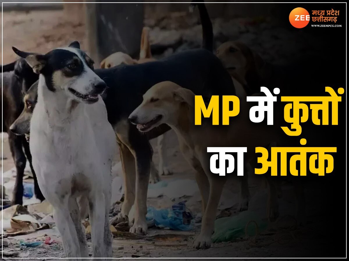 MP News: एमपी में कुत्तों का आतंक! बुजुर्ग के अधजले हुए शव को बनाया अपना निवाला, जानिए मामला