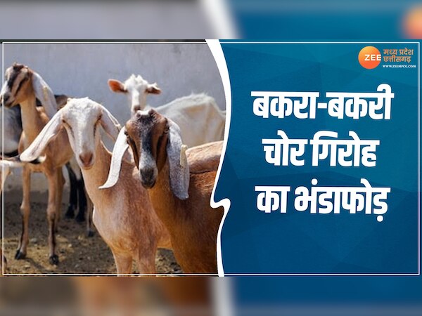 Goat goat thief gang busted in Khairagarh 2 accused arrested bakri ...